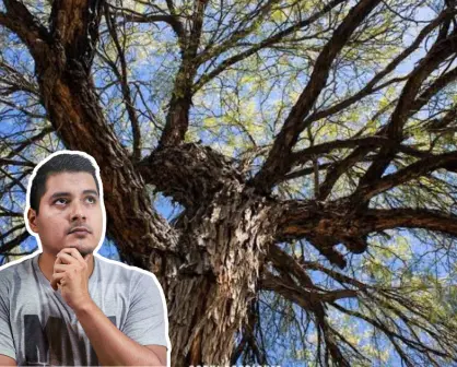 ¿El mezquite de Tamaulipas da fruto? Esto debes saber