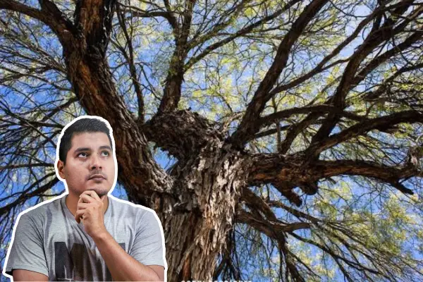 ¿El mezquite de Tamaulipas da fruto? Esto debes saber