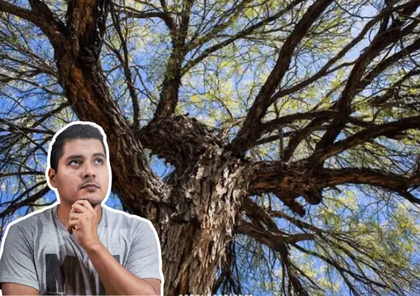 ¿El mezquite de Tamaulipas da fruto? Esto debes saber