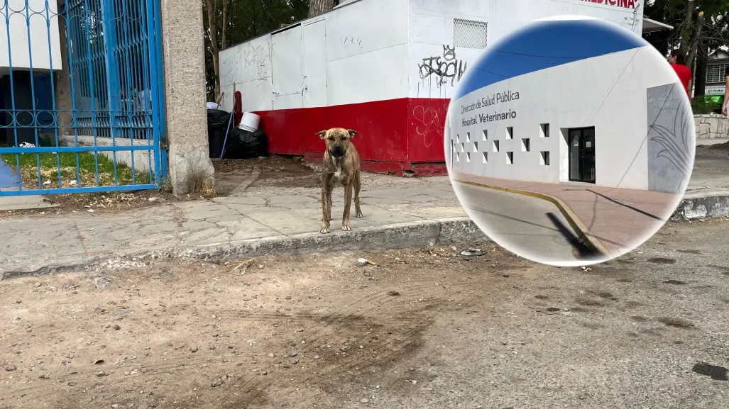 Se realizará campaña de esterilización de perros callejeros