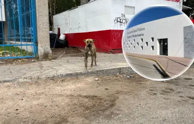 Se realizará campaña de esterilización de perros callejeros
