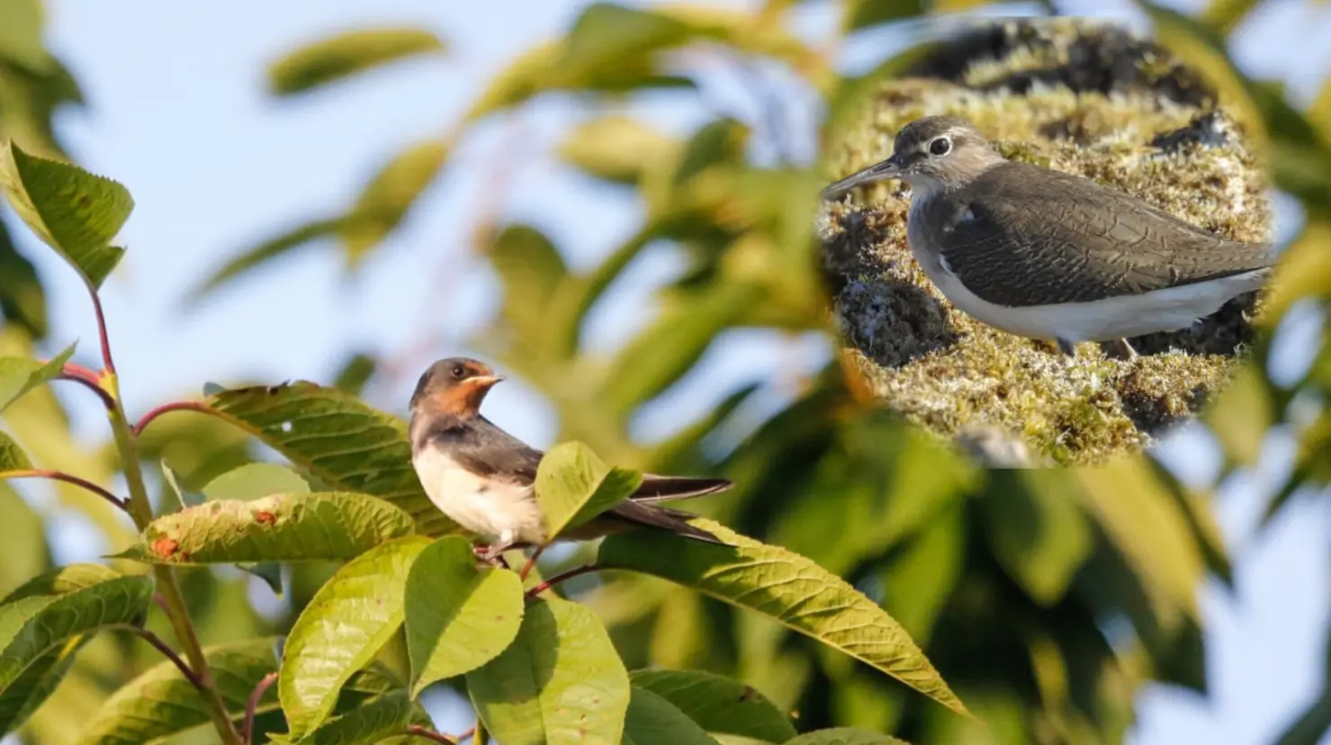 Foto: Pixabay | Se estará celebrando el Festival de Las Aves Migratorias, por parte de la Secretaría de Recursos Naturales y Medio Ambiente.