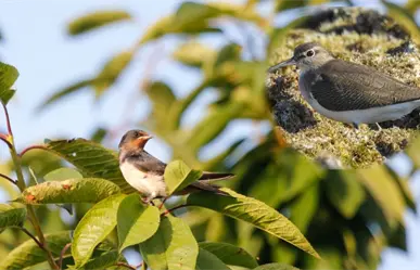 La Secretaría de Recursos Naturales y Medio Ambiente invita al Festival de aves Migratorias