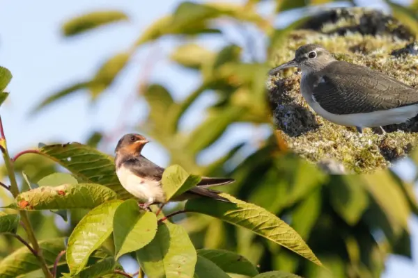 La Secretaría de Recursos Naturales y Medio Ambiente invita al Festival de aves Migratorias