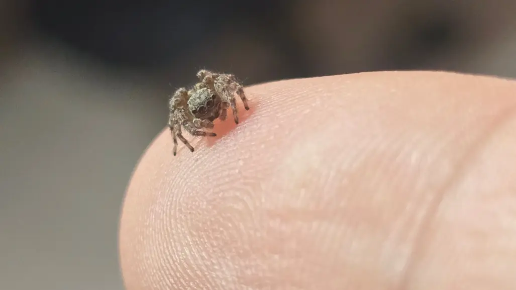 ¿Cuáles son las mordeduras de araña más peligrosas en Durango?