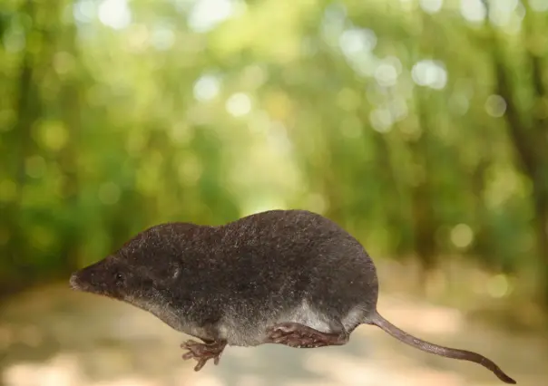 El animal nativo de Durango que está entre los mamíferos más pequeños del mundo