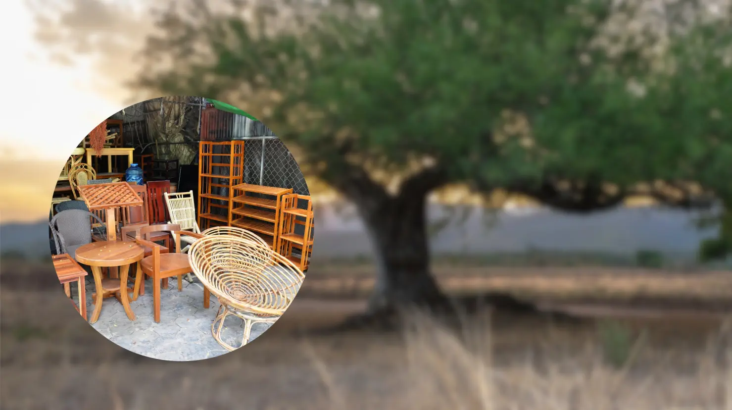 Estas son otros usos del mezquite en Tamaulipas FOTO| Victoria Jiménez