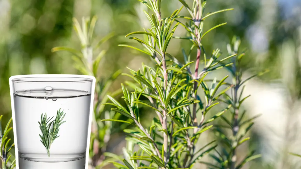 Plantas nativas en Coahuila, el romero ¿qué beneficios tiene si lo pones en tu bebida?