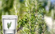 Plantas nativas en Coahuila, el romero ¿qué beneficios tiene si lo pones en tu bebida?