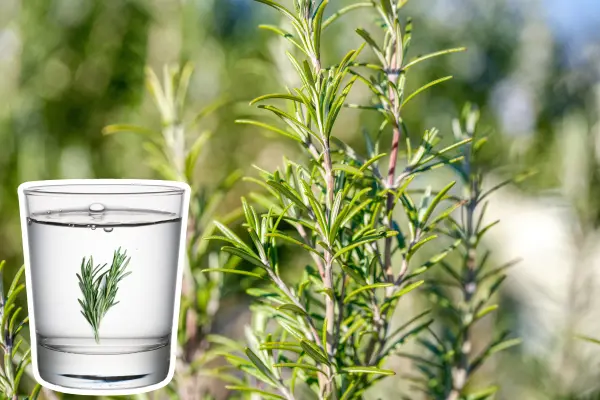 Plantas nativas en Coahuila, el romero ¿qué beneficios tiene si lo pones en tu bebida?