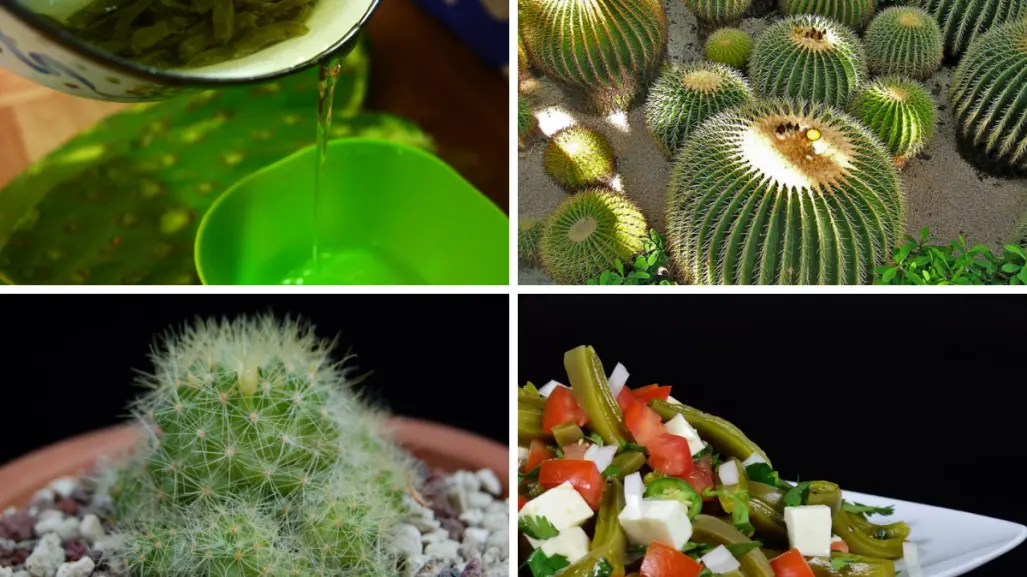 Los 4 usos principales del cactus en Tamaulipas