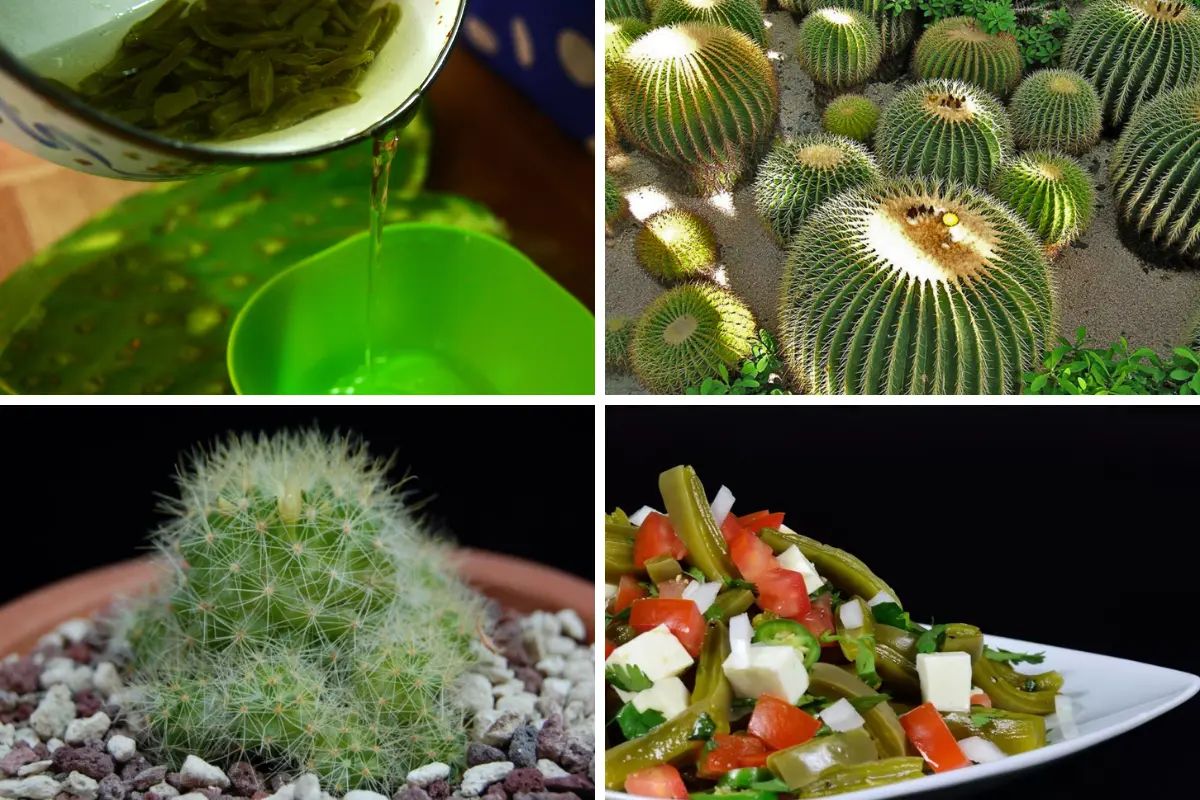 Los cactus brindan alimento, unguentos medicinales, ornamento y equilibrio ecológico. Foto: Carlos García
