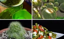 Los 4 usos principales del cactus en Tamaulipas