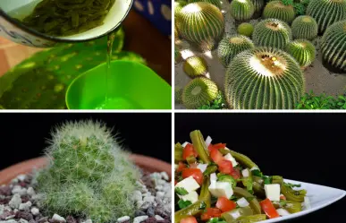 Los 4 usos principales del cactus en Tamaulipas