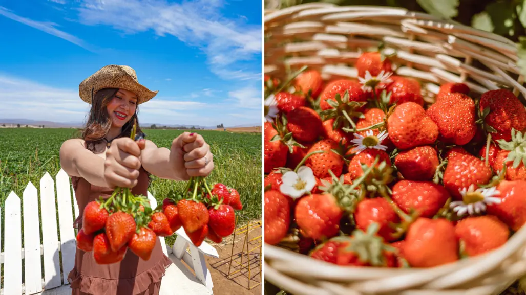 San Quintín Sensorial: la experiencia que te hará amar la tierra y las fresas