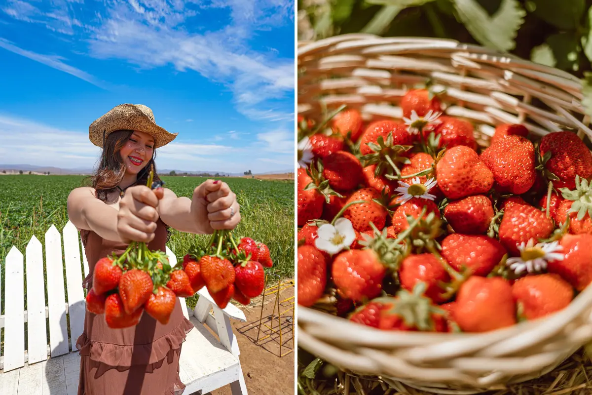 Foto: Visita San Quintín / Facebook | Canva