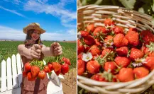 San Quintín Sensorial: la experiencia que te hará amar la tierra y las fresas