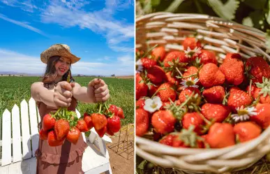 San Quintín Sensorial: la experiencia que te hará amar la tierra y las fresas