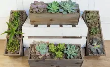 ¿Cuál es la mejor época para plantar suculentas?