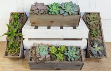 ¿Cuál es la mejor época para plantar suculentas?