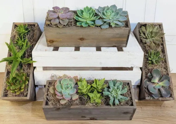 ¿Cuál es la mejor época para plantar suculentas?