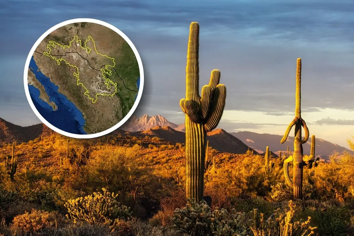 Conoce el desierto más grande en Coahuila / Fotos: Canva | Wikipedia