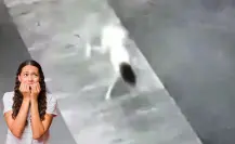La leyenda de la niña perro es una historia popular en redes sociales, ¿la conoces?