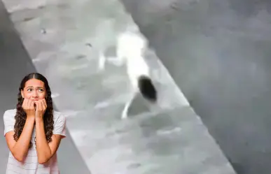 La leyenda de la niña perro es una historia popular en redes sociales, ¿la conoces?