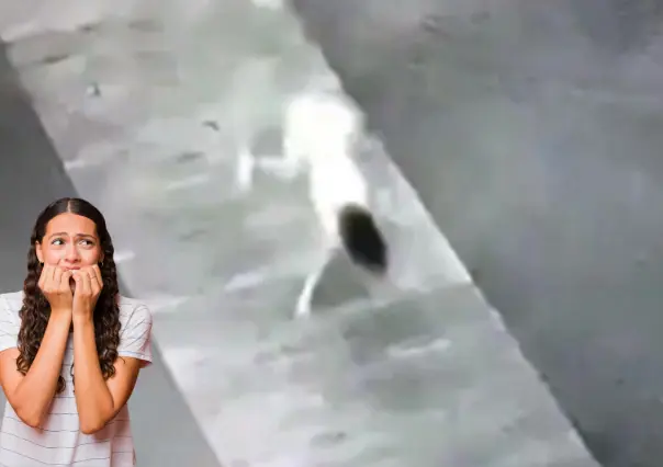 La leyenda de la niña perro es una historia popular en redes sociales, ¿la conoces?