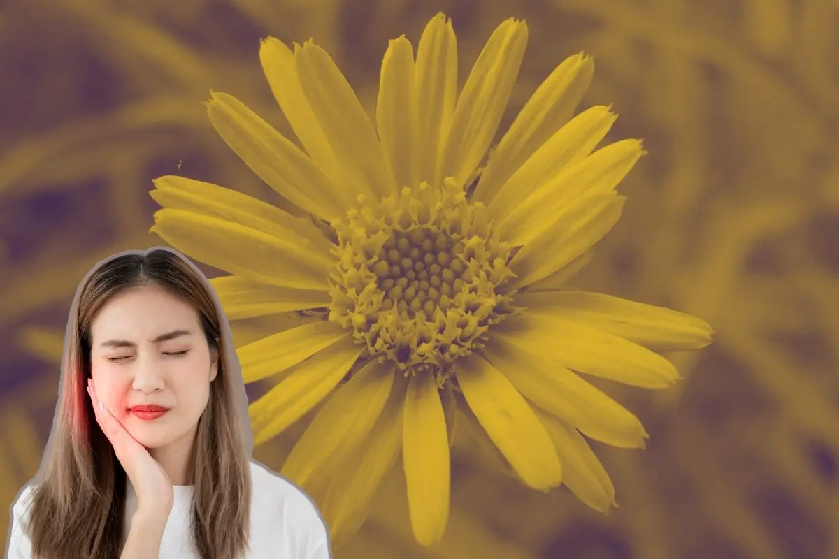 La flora de Nuevo León es rica en especies con usos tradicionales. Entre ellas, el árnica ha sido reconocida por sus propiedades antiinflamatorias. Foto: La Saponaria / CANVA