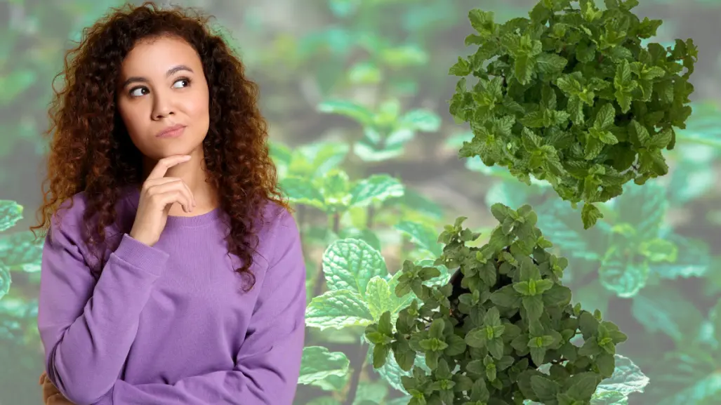 Estas plantas medicinales son iguales, pero puedes usarlas para dolores musculares y vómitos