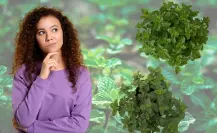 Estas plantas medicinales son iguales, pero puedes usarlas para dolores musculares  y vómitos