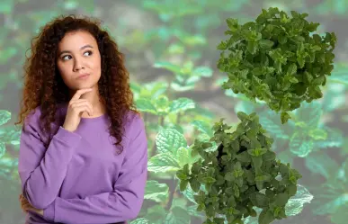 Estas plantas medicinales son iguales, pero puedes usarlas para dolores musculares  y vómitos