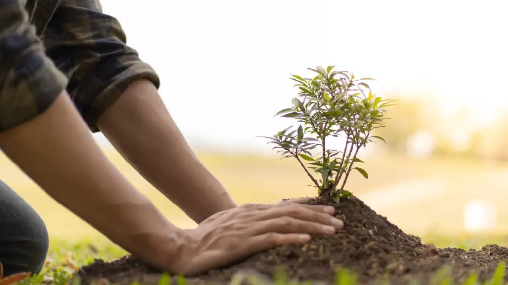 Ola de calor: 5 consejos para cuidar tus plantas de las altas temperaturas