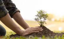 Ola de calor: 5 consejos para cuidar tus plantas de las altas temperaturas