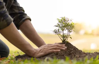 Ola de calor: 5 consejos para cuidar tus plantas de las altas temperaturas