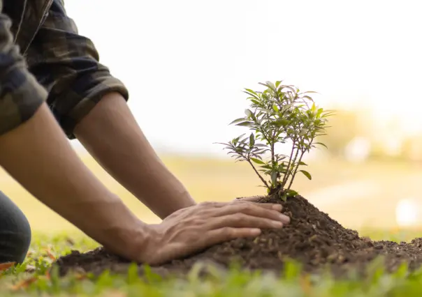 Ola de calor: 5 consejos para cuidar tus plantas de las altas temperaturas