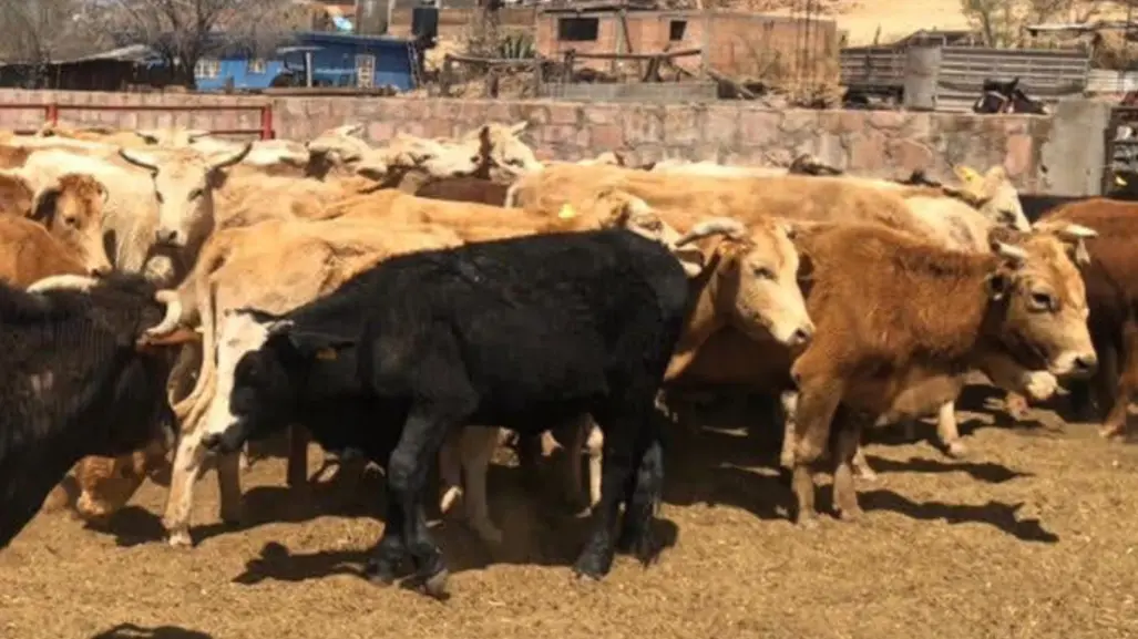 Gusano barrenador deja a Durango sin exportación y con pérdidas millonarias 