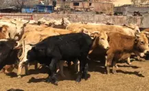 Gusano barrenador deja a Durango sin exportación y con pérdidas millonarias 