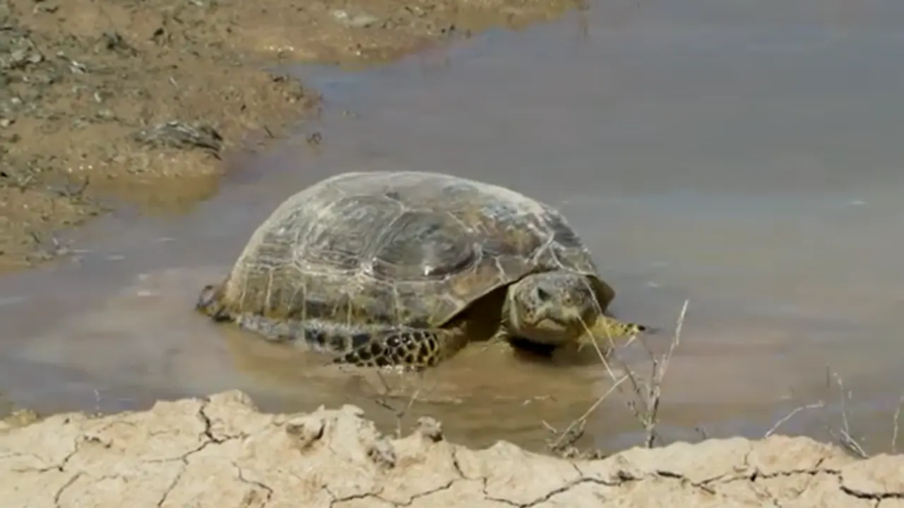 Un animal nativo de Durango habita en el semidesierto desde hace varios siglos. Foto: Especial.