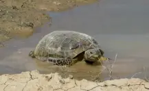 El animal nativo de Durango que habita en el semidesierto desde hace casi 2 millones de años