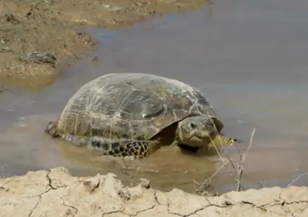El animal nativo de Durango que habita en el semidesierto desde hace casi 2 millones de años