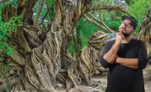 Así llegó el olivo más antiguo a Baja California Sur hace más de 300 años