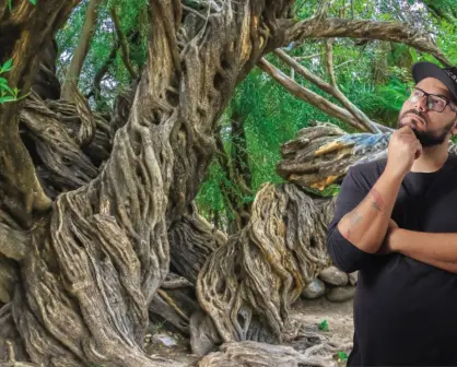 Así llegó el olivo más antiguo a Baja California Sur hace más de 300 años