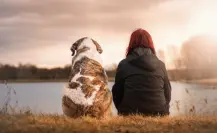 Esta raza de perro es perfecta como compañía para las mujeres viudas, según estudio