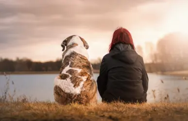 Esta raza de perro es perfecta como compañía para las mujeres viudas, según estudio