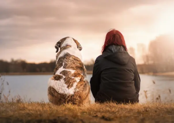 Esta raza de perro es perfecta como compañía para las mujeres viudas, según estudio