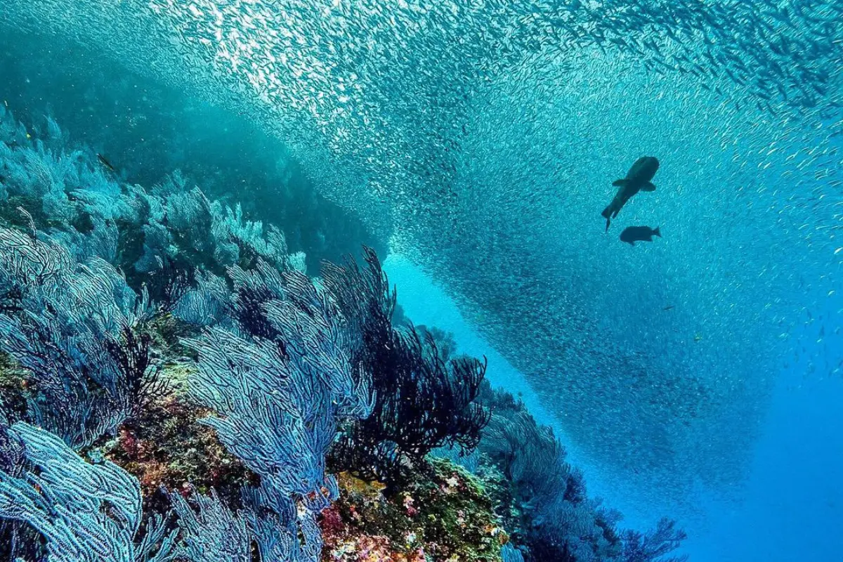Foto: @PADI / X