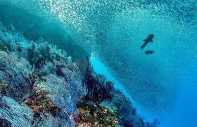 ¿Sabías que el arrecife de Cabo Pulmo es más antiguo que las pirámides de Egipto?