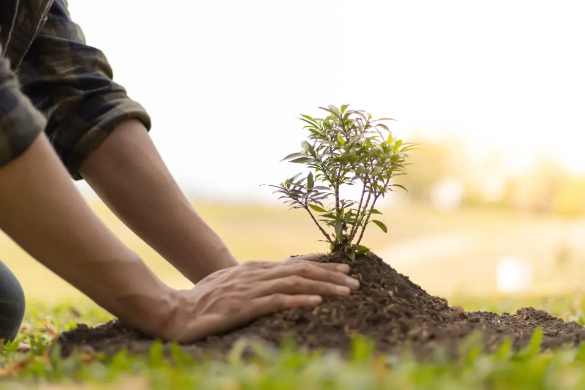 Una persona sembrando un árbol. Foto: Canva